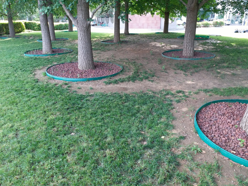 北京园林中的耐阴地被植物
