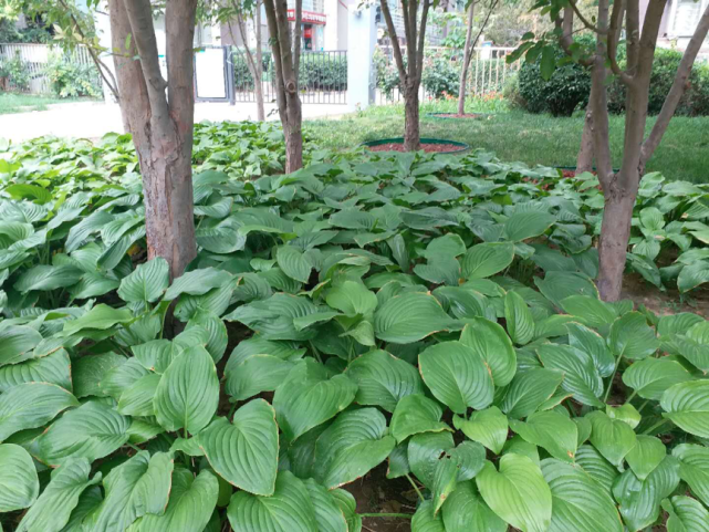 北京园林中的耐阴地被植物