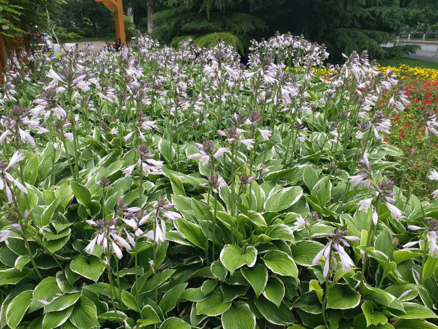 北京园林中的耐阴地被植物