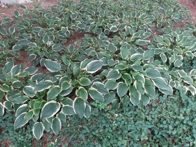 北京园林中的耐阴地被植物