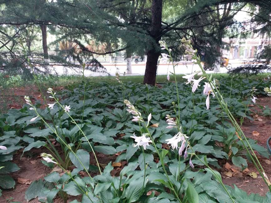 紫萼玉簪的叶较小,花紫色, 光照不足时不爱开花.