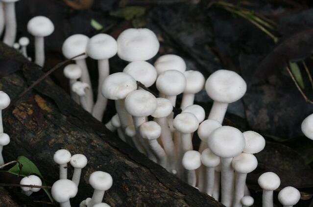 荒野维生野菜系列大白口蘑