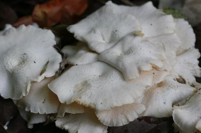 荒野维生野菜系列——大白口蘑