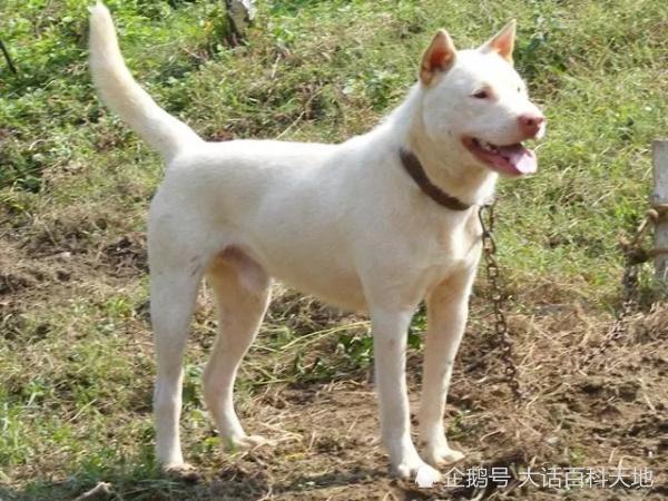 下司犬、川东猎犬，两大中华名猎，遗憾的是现已濒临灭绝！