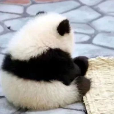 您的"超可爱"熊猫头像已更新,公主殿下的专属,请小可爱签收!