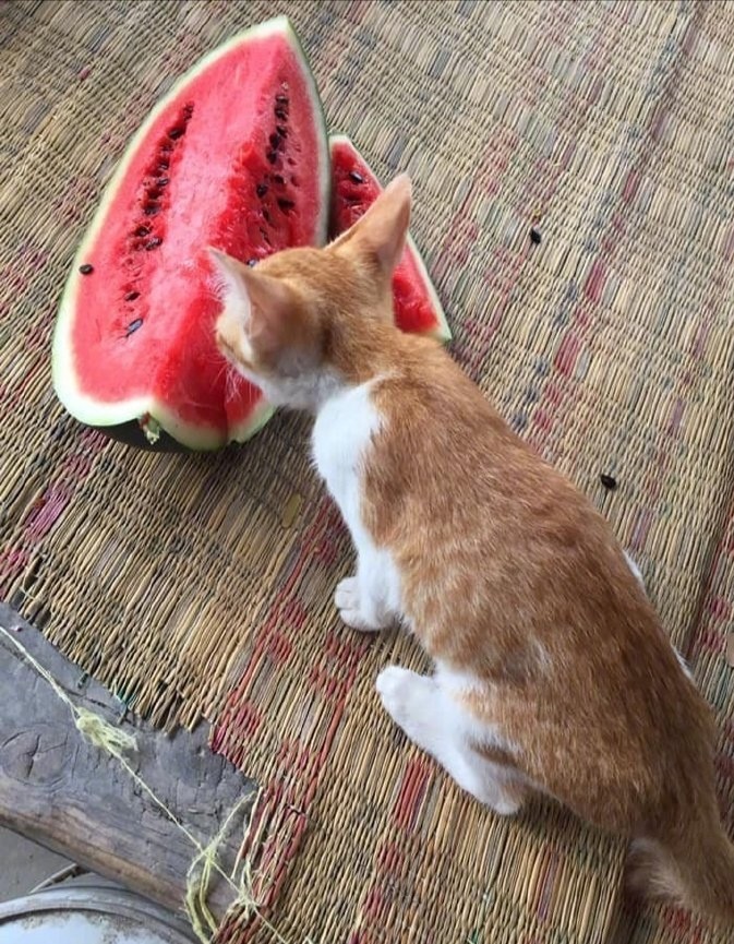 抓到一只偷吃西瓜的喵！猫：是西瓜先动的手！