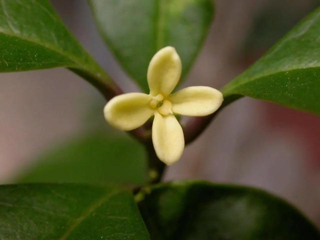 第一个是忌讳泥土板结没有营养,对于桂花这种植株来说,它其实生长的