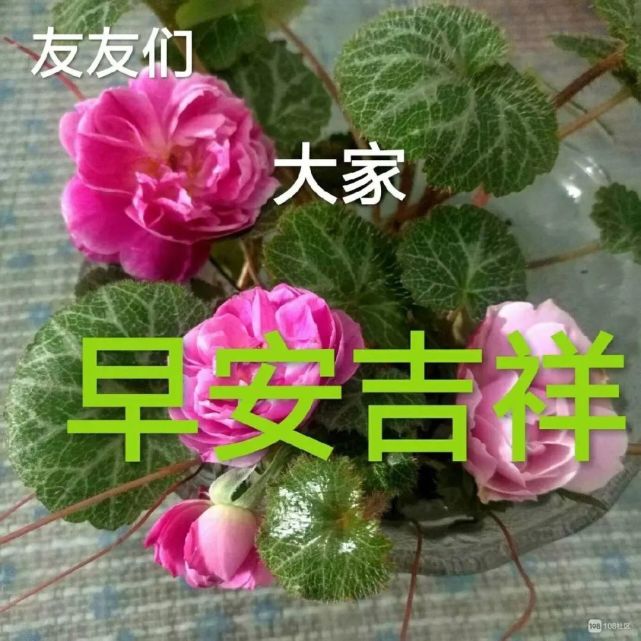 微信群发早上好问候祝福语录大全 最好看清晨祝福朋友早上好表情图片
