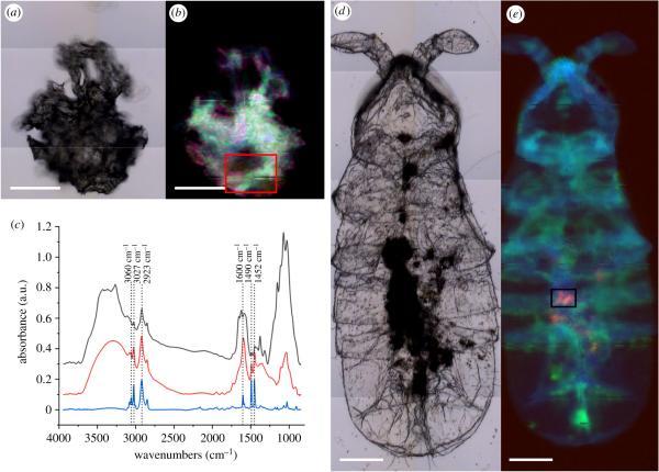 无处不在的塑料：微塑料已进入南极陆地食物链