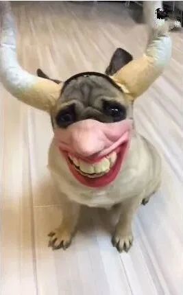 狗狗被主人弄成牛魔王，狗：鬼知道俺经历了什么！