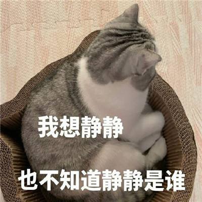 猫咪表情包:小草莓投降!