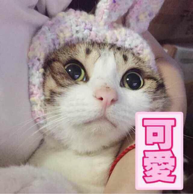 猫咪表情包:小草莓投降!