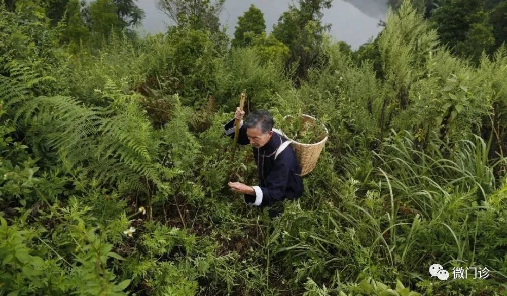 山中老医“洗掉瘊子”的方子！两味药，清毒气，疏肝气，瘊子跑了