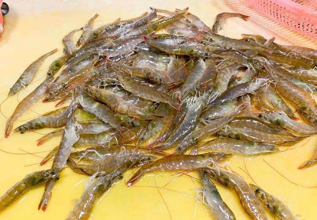 活白虾   25元/斤 不知道这种虾是海虾还是养殖虾,卖25元/斤,不养在水