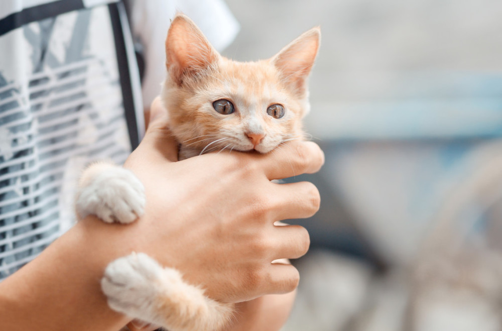 如何让猫适应新的环境
