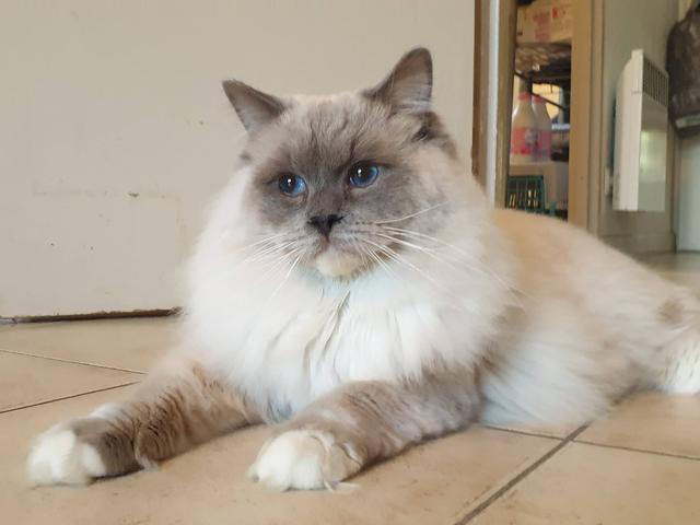 新手如何挑选布偶猫,布偶猫哪里买好,宠物布偶猫多少钱一只