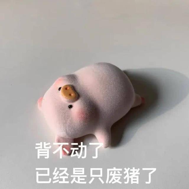 可爱小猪表情包:来,靠我厚实的胸膛