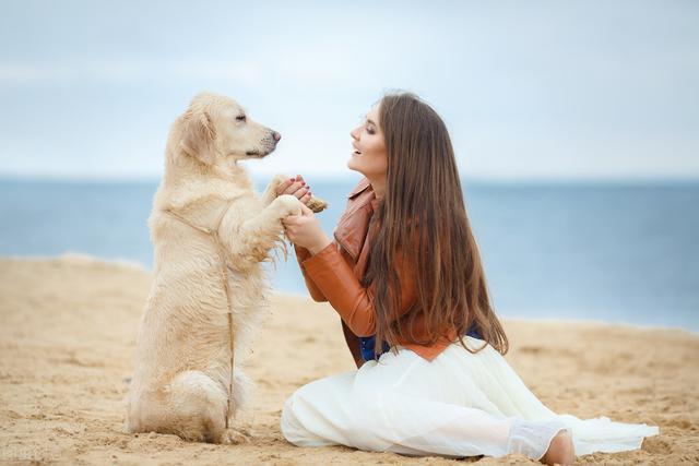 训练拉布拉多犬时，这几种方式不可取，后果你承受不住