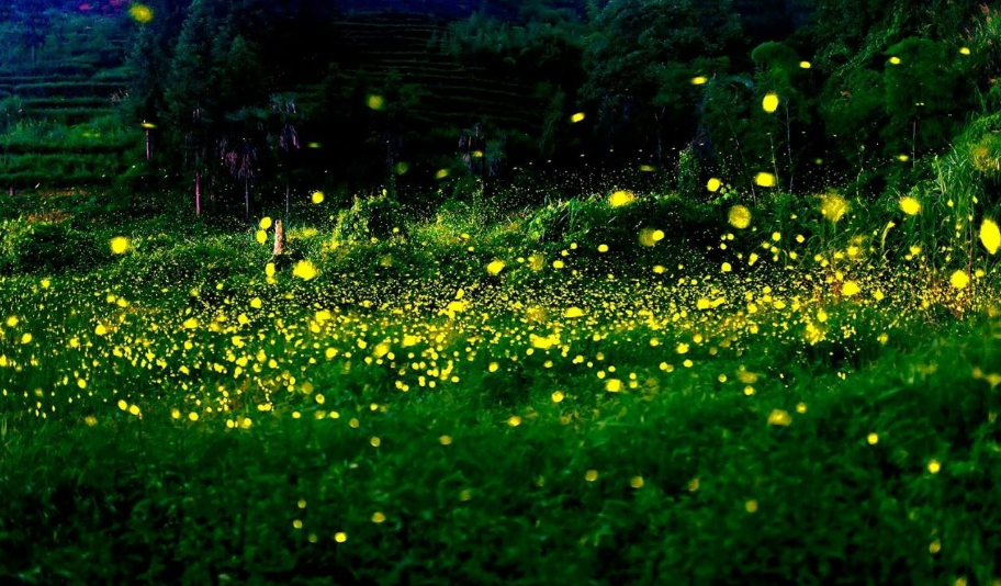 【诗词鉴赏】有萤火虫的夏天,有醉美的诗词!