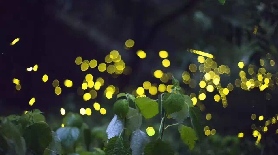 【诗词鉴赏】有萤火虫的夏天,有醉美的诗词!