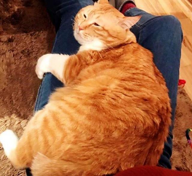 家里的橘猫过度肥胖主人为了帮它减肥每天逼它跑步