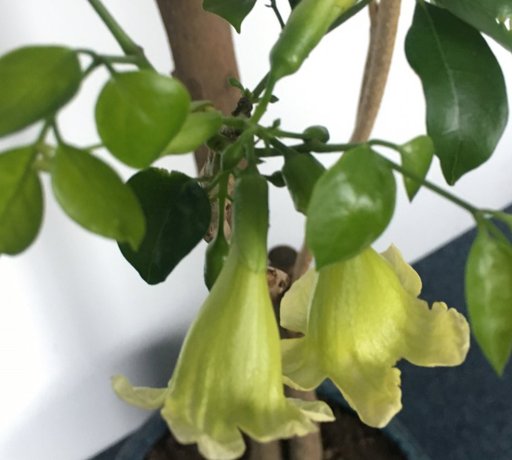 养了10年的幸福树,开花了,太神奇了!