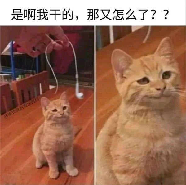 虽然认错很及时,但你这副"欠打"的表情是什么意思?