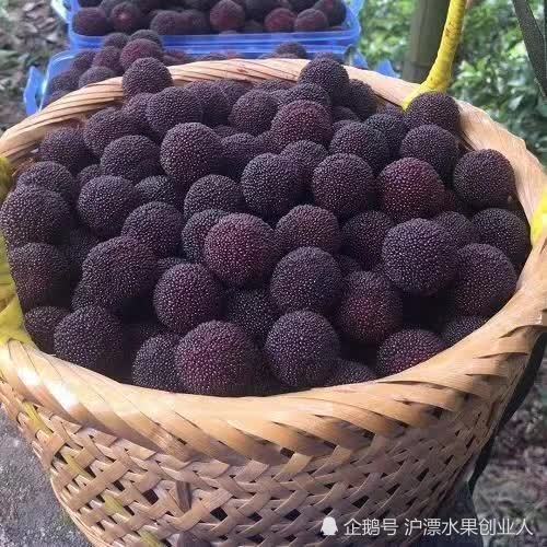黑炭杨梅图片实拍,大果新鲜水果