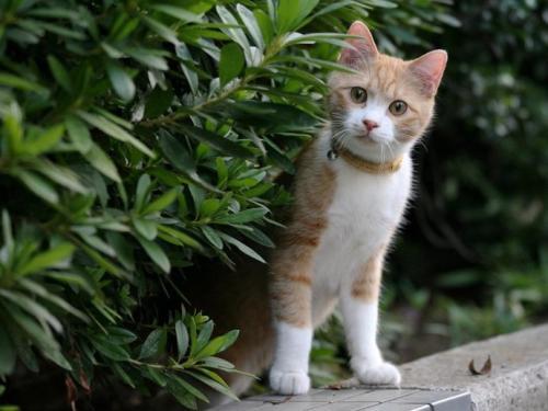 “20块买的猫，干嘛还要喂猫粮”，养猫的鄙视链，何时能消失？