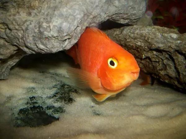 8,血鹦鹉(red devil severum)