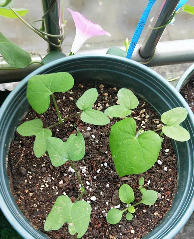 东野圭吾笔下的梦幻牵牛花,种起来不难还容易养开花