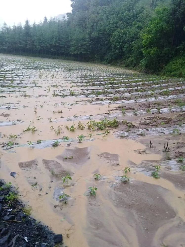 遇60年最强降雨,多处蔬菜基地惨遭淹没!