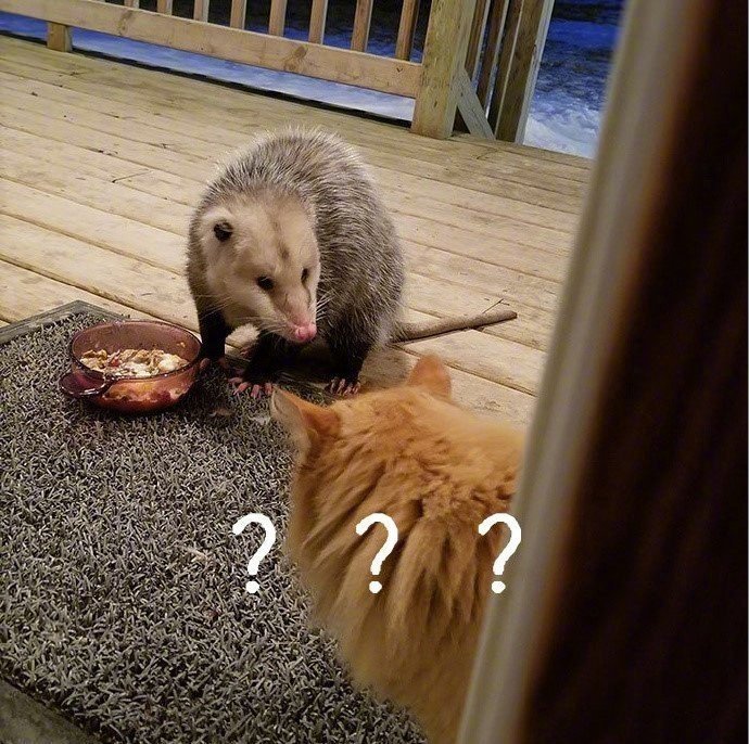 一只被仓鼠抢了“饭碗”的猫猫，委屈巴巴的向主人求救，太可爱了