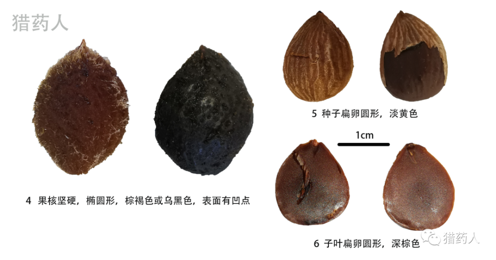 乌梅果核坚硬,椭圆形,棕褐色或乌黑色(与烘培和焖炙时间有关,表面有