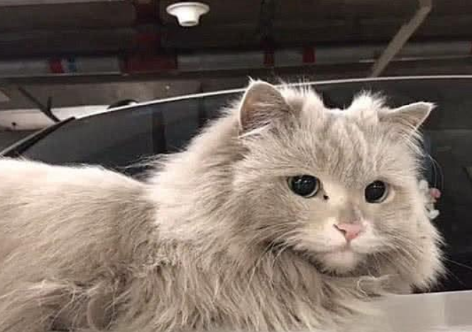 车上趴着一只流浪猫，车主刚想赶走却被颜值折服，脏兮兮也不影响