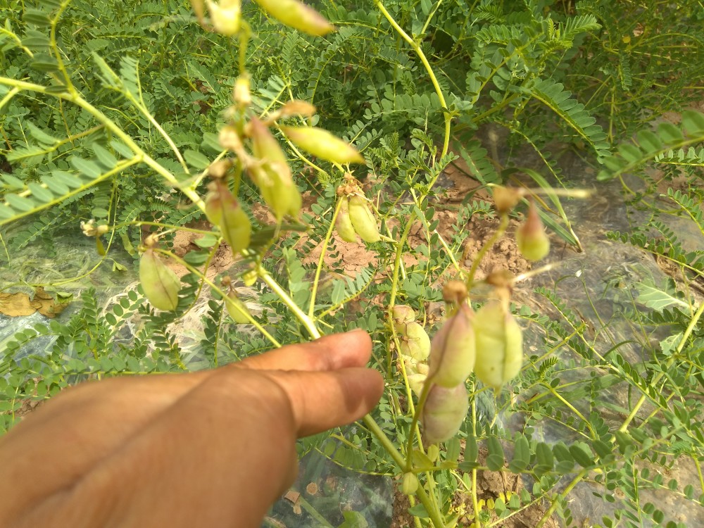 黄芪籽就这样,黄芪走完了它的一生.