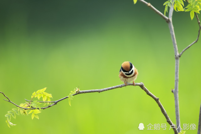 有种小鸟俗名叫"小老虎,它红头红胸黑脸黑背,知道是什么鸟吗