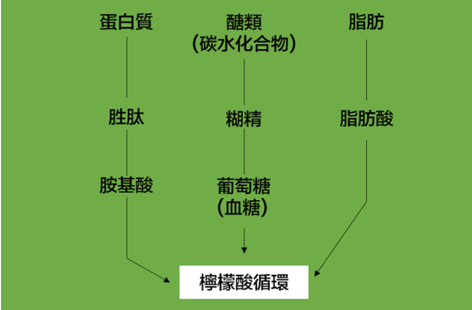 停止运动后多久会增加1kg体重？