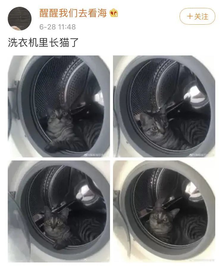 11年养猫经验，却因小小疏忽差点害死了我的猫！