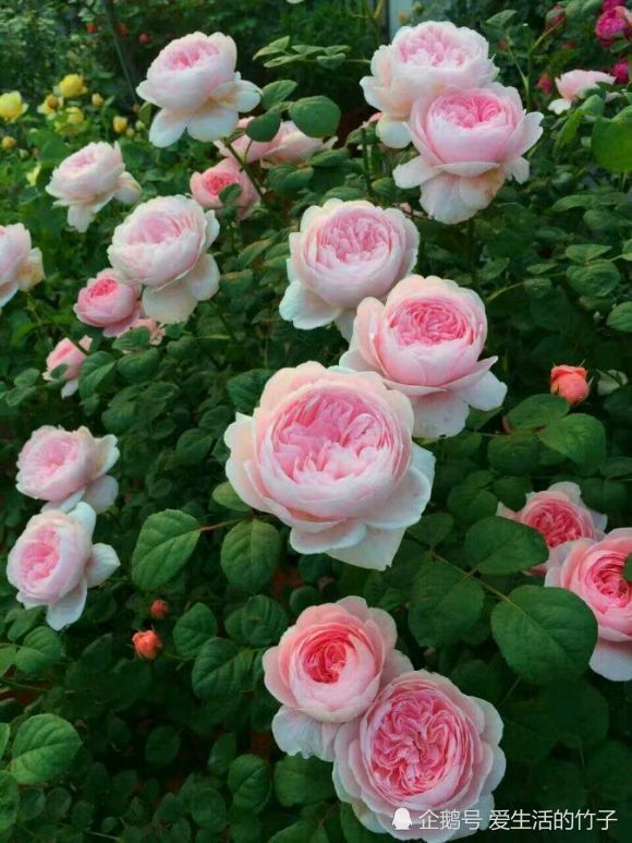 藤本月季,蔷薇花墙很像,但花量和花期区别还是蛮大的