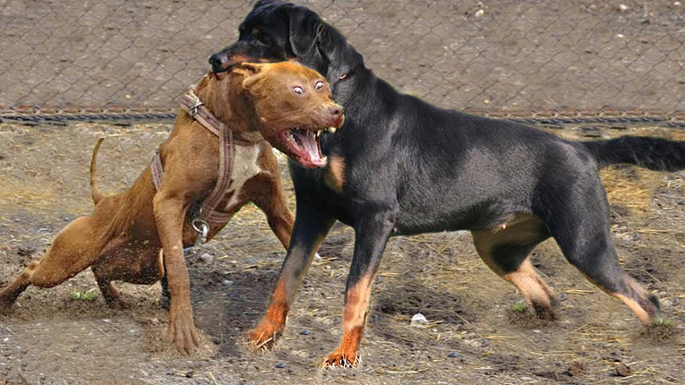 罗威纳犬能击败比特犬吗?从体型,咬合力,智商来看,它输得不冤