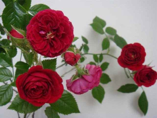 想让孩子当状元快来看看这几款状元红月季吧