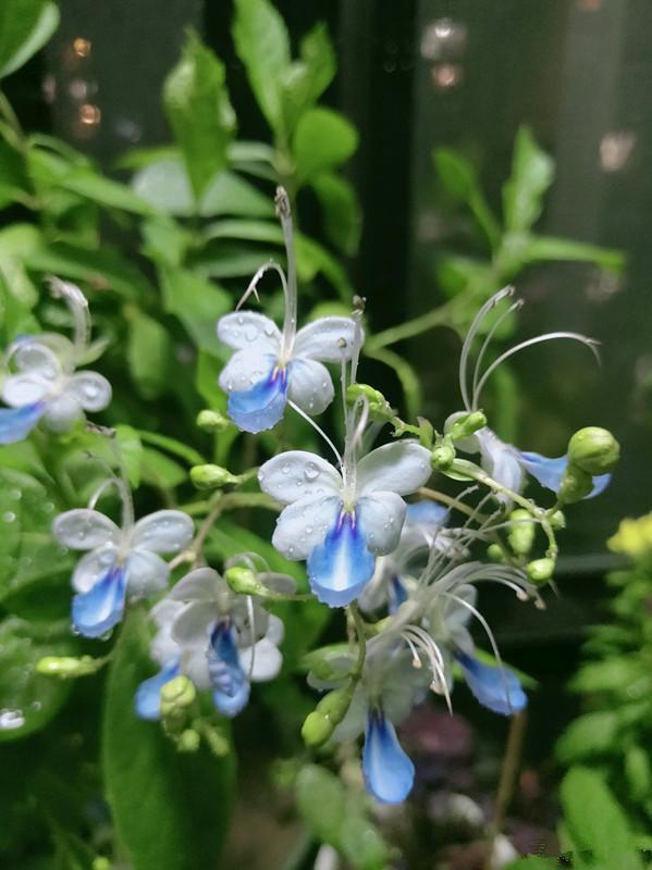 一款很"仙"的盆栽花卉,花型酷似蝴蝶,四季都开花,好看