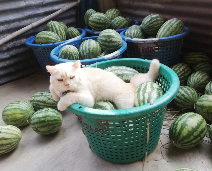 猫老板在线卖西瓜，表情严肃气势十足：挑了这么久到底买不买啊