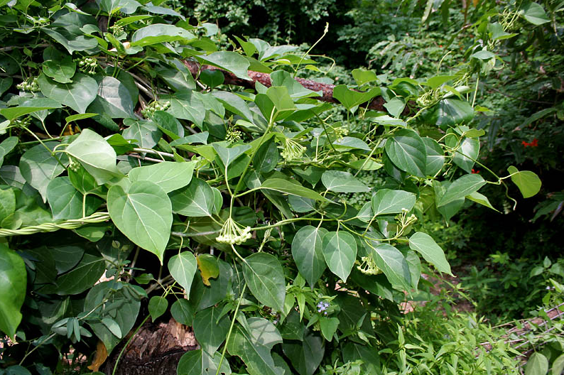 荒野维生野菜系列奶浆花