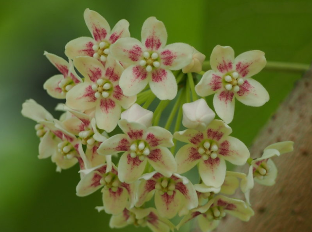 荒野维生野菜系列奶浆花