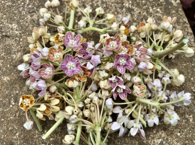 荒野维生野菜系列奶浆花