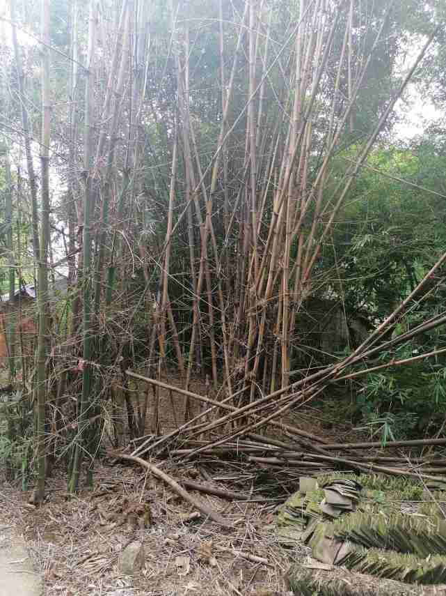 竹子没开花就死了一大片带大家去看看