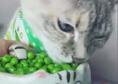 猫咪只爱吃素食，面对鸡腿满脸嫌弃，这是有病吗？