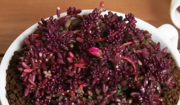 养殖多肉紫米粒掌握好扦插管理方法紫色叶片一簇一簇长